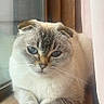 Cloudy Bear is registered to the contest to win money with this photo: cat, scottish_fold, blue_eyes, window, wooden_windowsill, indoor, pet, animal, fur, whiskers, folded_ears, relaxed, natural_light, close_up, portrait, cute, domestic_cat, feline, quiet, calm