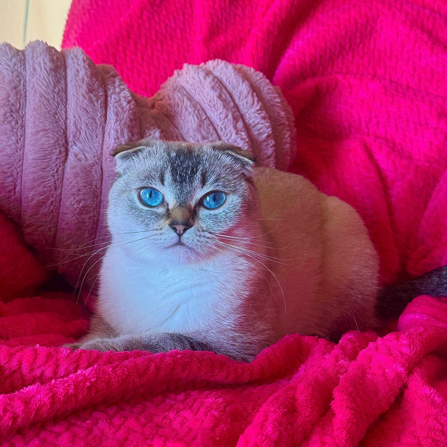 Cloudy Bear is registered to the contest to win money with this photo: cat, blue_eyes, fluffy, pink_blanket, plush_pillow, heart_shaped, indoor, pet, fur, cute, cozy, relaxed, animal, whiskers, soft_texture, mammal, resting, domestic_cat, bright_colors, closeup