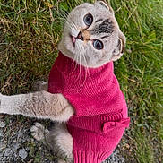 Cloudy Bear joined the competition — help win amazing prizes! cat, pink_sweater, grass, outdoor, curious, animal, pet, feline, cute, sitting, small_bow, knitwear, nature, fur, portrait, head_tilt, ground, whiskers, eyes, playful