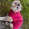 cat, pink_sweater, grass, outdoor, curious, animal, pet, feline, cute, sitting, small_bow, knitwear, nature, fur, portrait, head_tilt, ground, whiskers, eyes, playful