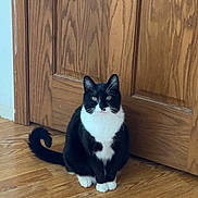 Bernie is registered to the contest to win money with this photo: animal, black_and_white, calm, cat, curious, domestic_cat, ears, eyes, feline, fur, household, indoor, pet, quiet, sitting, tail, tuxedo_cat, whiskers, wooden_door, wooden_floor