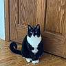 animal, black_and_white, calm, cat, curious, domestic_cat, ears, eyes, feline, fur, household, indoor, pet, quiet, sitting, tail, tuxedo_cat, whiskers, wooden_door, wooden_floor