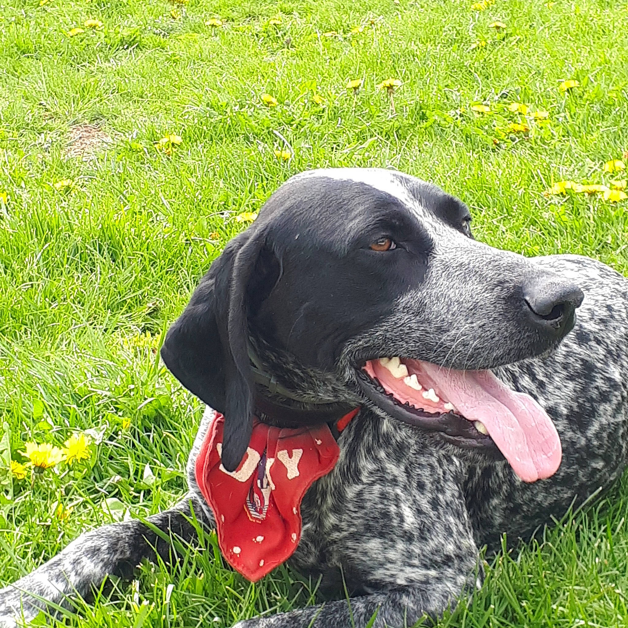 Leo participe au concours pour gagner de l'argent avec cette photo : braque_dauvergne, braque_francais, canidae, carnivore, dog, dog_breed, field_trial, german_shorthaired_pointer, grass, gun_dog, hunting_dog, mammal, pointer, pointing_breed, rare_breed_dog, snout, sporting_group, vertebrate