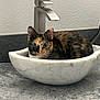 Munchies is registered to the contest to win money with this photo: animal, bathroom, cat, countertop, curious, domestic, ears, eyes, feline, fur, household, indoor, marble, pet, quiet, resting, sink, still, tortoiseshell, whiskers