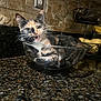 animal, calico_cat, cat, close_up, countertop, curled_up, domestic_cat, feline, fruit_basket, glass_bowl, granite, household, indoor, kitchen, meowing, pet, playful, resting, stone_backsplash, whiskers