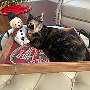 Munchies is registered to the contest to win money with this photo: black, cat, christmas_tree, cozy, decor, festive, floor, green, holiday, indoor, leather, living_room, ottoman, pet, plaid, red, relaxed, snowman_toy, tortoiseshell, wooden_tray