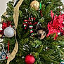 Munchies joined the competition — help win amazing prizes! animal, calico_cat, cat, celebration, christmas, christmas_tree, curious, cute, decoration, face, festive, gold_ball, greenery, holiday_decor, indoor, ornaments, pet, pine_needles, red_balls, ribbon