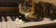 Munchies is registered to the contest to win money with this photo: animal, black, brown, cat, closeup, ears, feline, fur, indoor, keys, musical_instrument, paw, pet, piano, resting, sheet_music, sleeping, tortoiseshell, whiskers, white