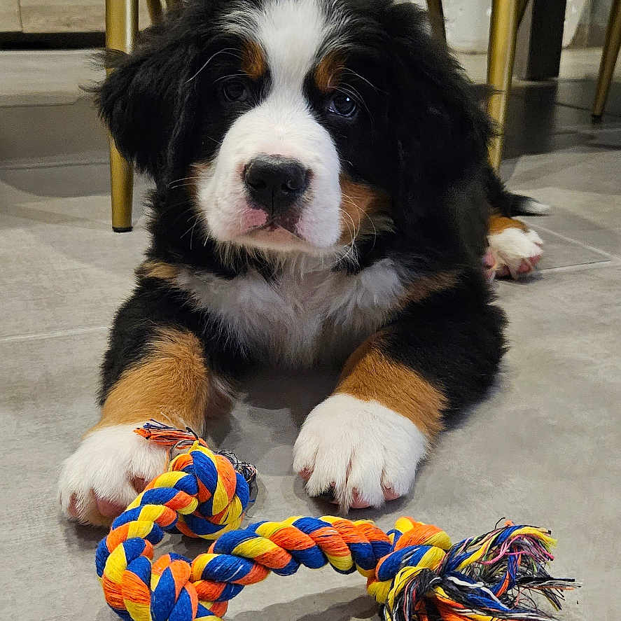 Uno participe au concours pour gagner de l'argent avec cette photo : animal, appenzeller, boxer, bulldog, canine, chair, cockerspaniel, diningtable, dog, furniture, hardwood, hound, indoors, interiordesign, leash, pet, puppy, saintbernard, table, wood