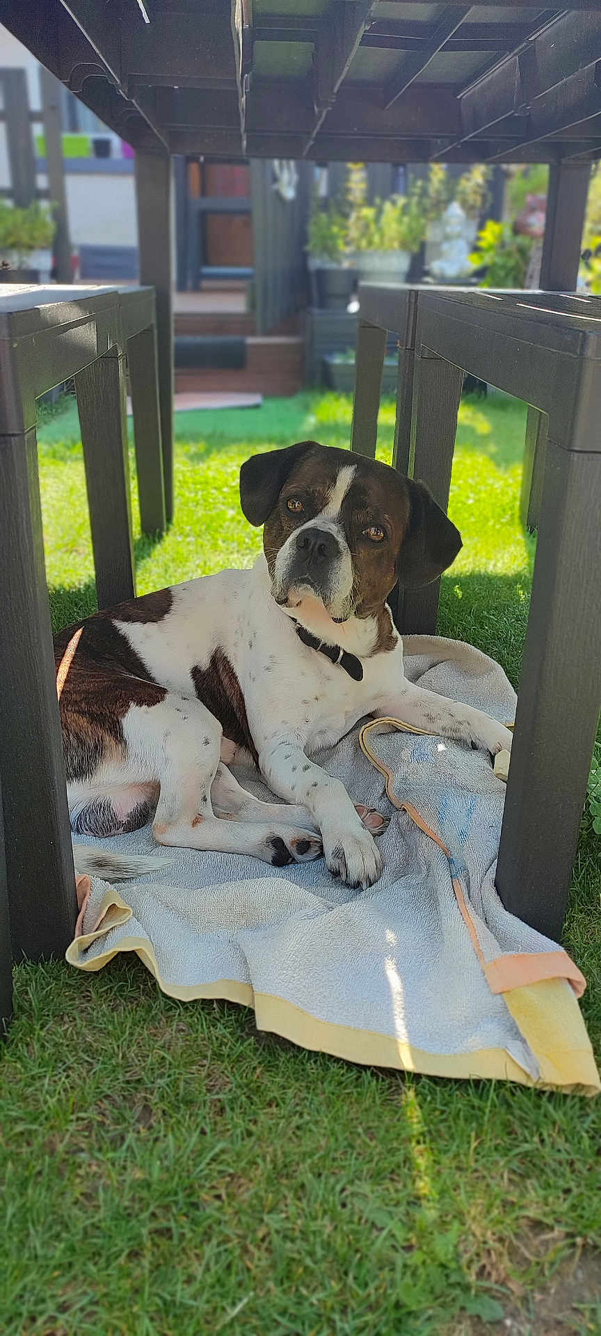 Zango a rejoint le concours — aidez-le/la à gagner de superbes lots ! dog, animal, pet, outdoor, grass, towel, table, black, white, brown, relaxed, lying_down, collar, sunlight, shadow, garden, furniture, domestic_animal, canine, portrait