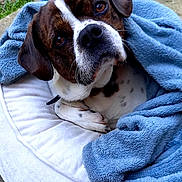 Zango participe au concours pour gagner de l'argent avec cette photo : dog, blanket, dog_bed, outdoor, pet, resting, cute, brown_and_white, fur, ears, nose, eyes, curious, cozy, comfort, relaxed, animal, paw, sidewalk, grass