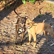 Laci And Luci joined the competition — help win amazing prizes! animal, black_dog, brown_dog, canine, collar, companions, daylight, dog, dogs, earth, friendship, grass, nature, outdoor, pet, playful, shadow, stick, sunlight, two_animals
