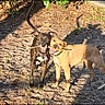 animal, black_dog, brown_dog, canine, collar, companions, daylight, dog, dogs, earth, friendship, grass, nature, outdoor, pet, playful, shadow, stick, sunlight, two_animals