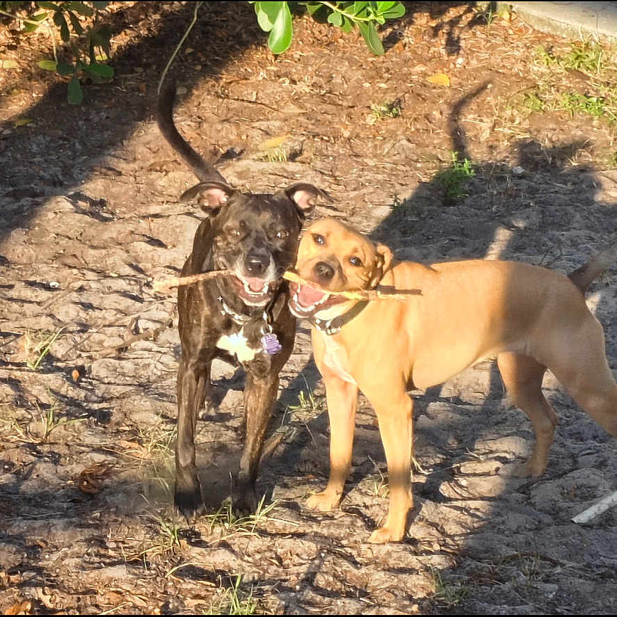 Laci And Luci joined the competition — help win amazing prizes! animal, black_dog, brown_dog, canine, collar, companions, daylight, dog, dogs, earth, friendship, grass, nature, outdoor, pet, playful, shadow, stick, sunlight, two_animals