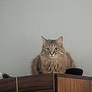 Million Rain Roo joined the competition — help win amazing prizes! cat, tabby, fluffy, perched, wooden_cabinet, furniture, indoor, pet, animal, curious, long_hair, gray_wall, domestic_cat, sitting, looking, ears, whiskers, feline, household, cute