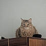 cat, tabby, fluffy, perched, wooden_cabinet, furniture, indoor, pet, animal, curious, long_hair, gray_wall, domestic_cat, sitting, looking, ears, whiskers, feline, household, cute