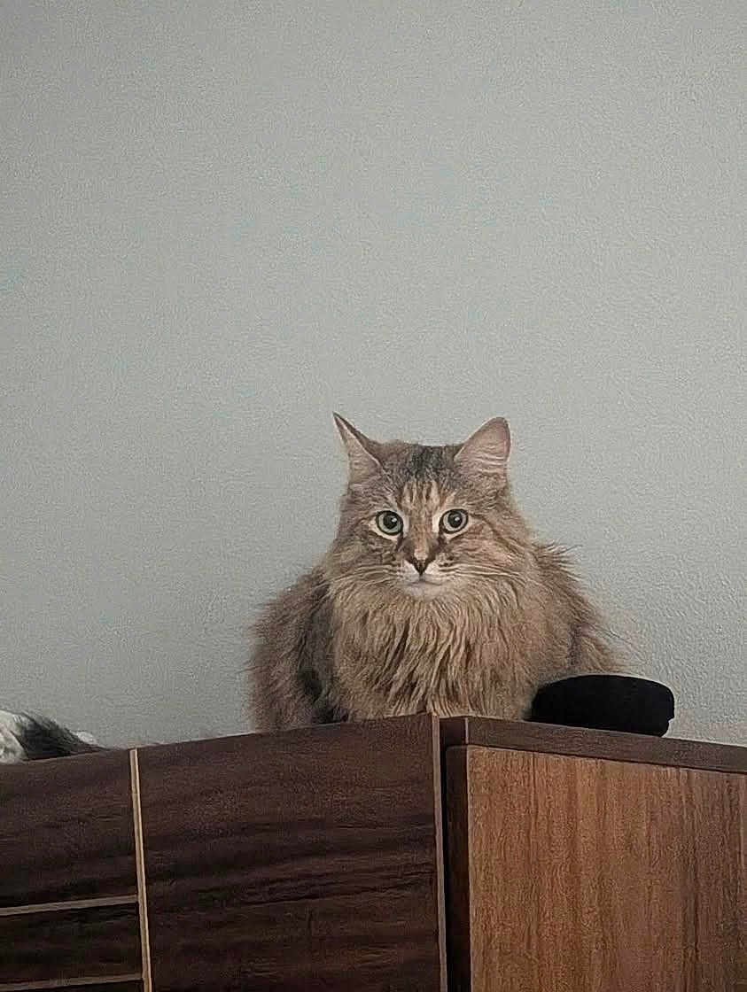 Million Rain Roo joined the competition — help win amazing prizes! cat, tabby, fluffy, perched, wooden_cabinet, furniture, indoor, pet, animal, curious, long_hair, gray_wall, domestic_cat, sitting, looking, ears, whiskers, feline, household, cute