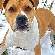 Heavy participe au concours pour gagner de l'argent avec cette photo : dog, snow, outdoor, animal, pet, brown, white, grass, winter, playful, canine, fur, ears, alert, nature, cold, paw, snout, standing, background