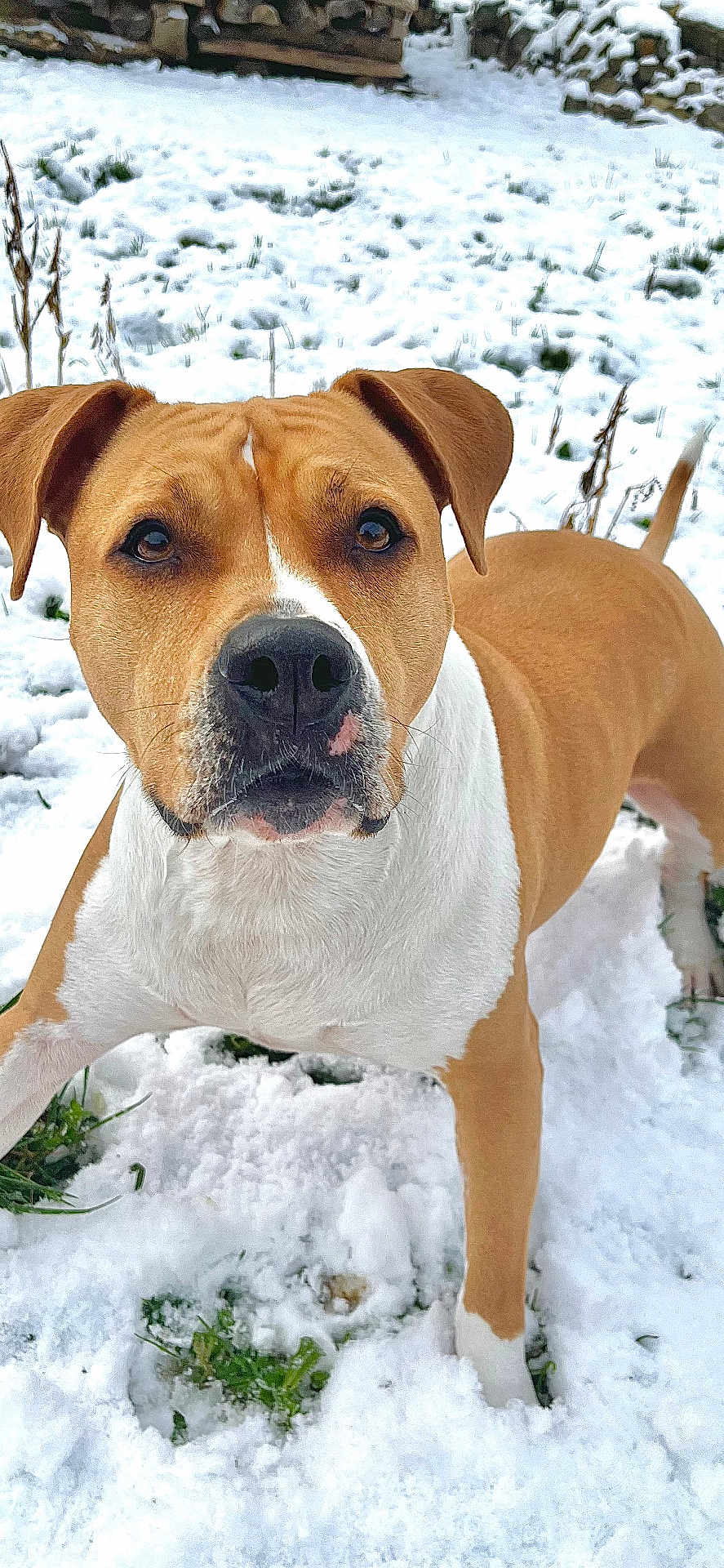 Heavy participe au concours pour gagner de l'argent avec cette photo : dog, snow, outdoor, animal, pet, brown, white, grass, winter, playful, canine, fur, ears, alert, nature, cold, paw, snout, standing, background