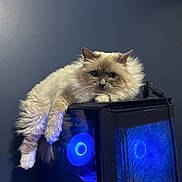 Didi is registered to the contest to win money with this photo: animal, blue_light, cable, cat, computer_tower, cozy, cute, domestic, electronics, feline, fluffy, gadget, indoor, long_hair, modern, pet, relaxed, resting, technology, wall