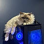 animal, blue_light, cable, cat, computer_tower, cozy, cute, domestic, electronics, feline, fluffy, gadget, indoor, long_hair, modern, pet, relaxed, resting, technology, wall