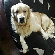 Othello participe au concours pour gagner de l'argent avec cette photo : dog, golden_retriever, pet, animal, indoor, chair, black_and_white, fur, relaxed, laying_down, canine, companion, domestic, cozy, resting, home, comfort, animal_portrait, mammal, couch
