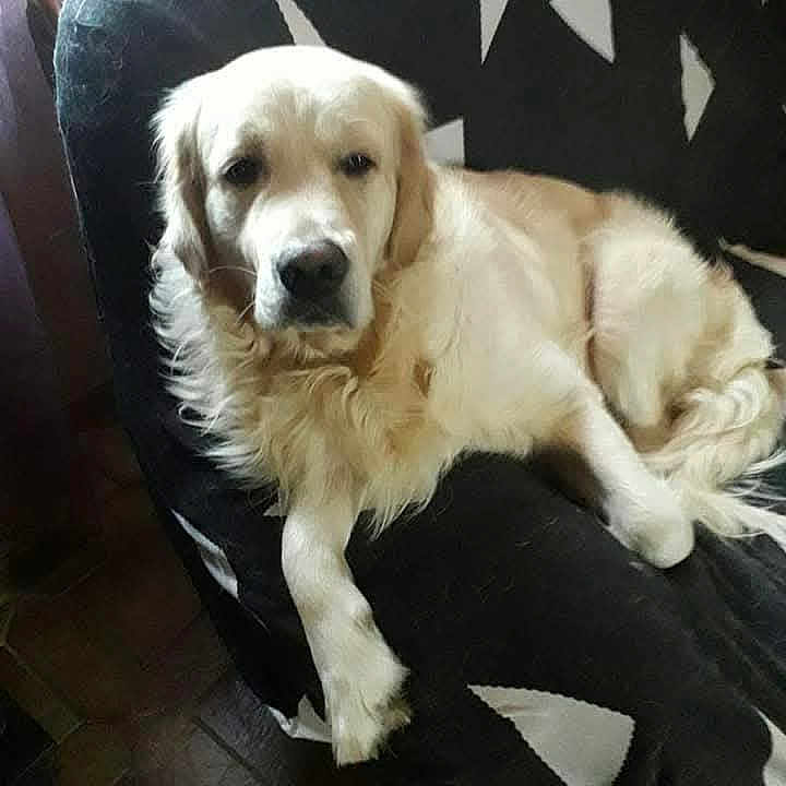 Othello participe au concours pour gagner de l'argent avec cette photo : animal, animal_portrait, black_and_white, canine, chair, comfort, companion, couch, cozy, dog, domestic, fur, golden_retriever, home, indoor, laying_down, mammal, pet, relaxed, resting