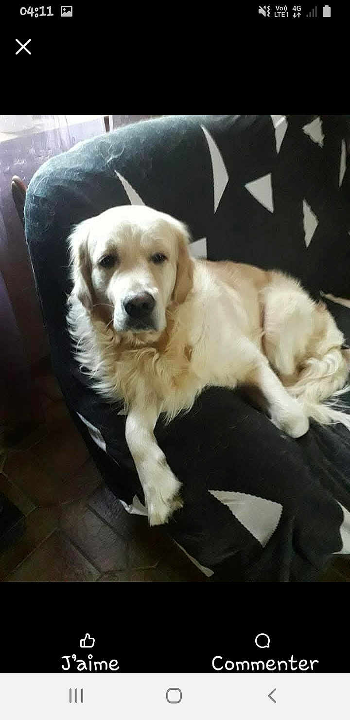 Othello participe au concours pour gagner de l'argent avec cette photo : dog, golden_retriever, pet, animal, indoor, chair, black_and_white, fur, relaxed, laying_down, canine, companion, domestic, cozy, resting, home, comfort, animal_portrait, mammal, couch
