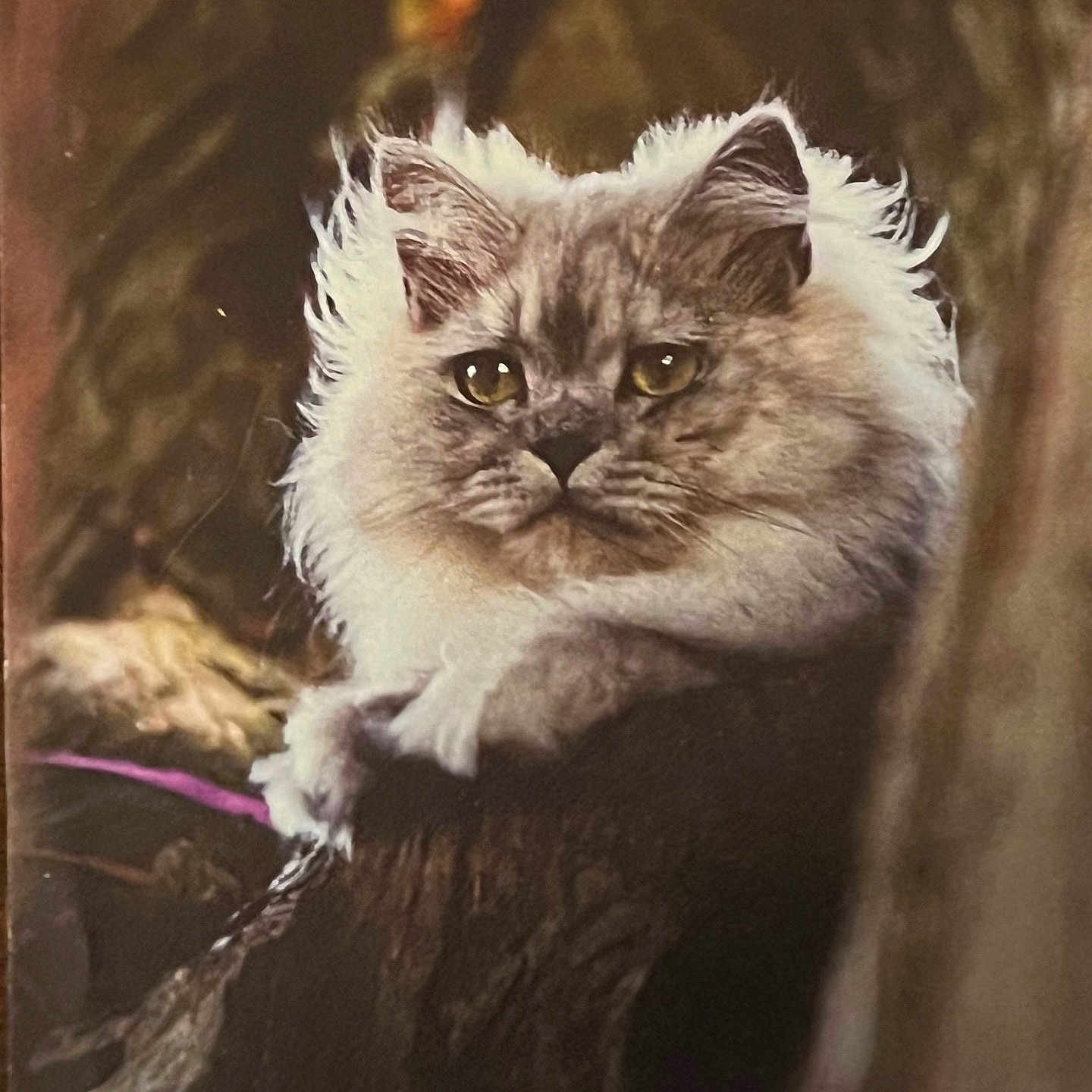 Quincy-Chanelle joined the competition — help win amazing prizes! animal, cat, closeup, ears, eyes, feline, fluffy, fur, majestic, mammal, nature, outdoor, pet, portrait, relaxed, resting, soft, tree_stump, whiskers, wild