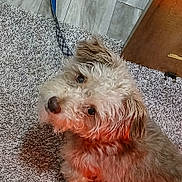 Rio is registered to the contest to win money with this photo: animal_portrait, brown_fur, carpet, close_up, companion, curious, curly_fur, cute, dog, domestic_animal, floor, fluffy, home, indoor, leash, looking_up, pet, small_dog, warm_lighting, wooden_furniture