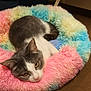 cat, gray, white, fluffy_bed, rainbow_colors, pet, indoor, relaxed, resting, animal, cute, feline, soft_texture, cozy, closeup, yellow_eyes, pink_nose, floor, colorful, comfort