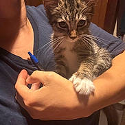 Pepper is registered to the contest to win money with this photo: kitten, cat, tabby, white_paws, person, hand, blue_shirt, pen, indoor, warm_lighting, curious, whiskers, holding, pet, animal, close_up, feline, domestic_cat, young_cat, companion