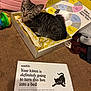 Pepper is registered to the contest to win money with this photo: kitten, cat, box, yellow_paper, carpet, pink_cushion, toy, indoor, pet, tabby, feline, animal, resting, cute, small, cozy, playful, cardboard, paper, text