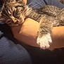 Pepper joined the competition — help win amazing prizes! kitten, cat, tabby, pet, sleepy, animal, white_paws, cuddle, human_arm, indoor, closeup, fur, relaxed, resting, comfort, cute, domestic_cat, whiskers, portrait, holding