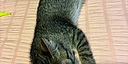 Pepper is registered to the contest to win money with this photo: cat, kitten, tabby, stretching, pink_bedspread, indoor, pet, feline, cute, whiskers, paws, sleepy, cozy, resting, animal, domestic, young_cat, fur, cute_pet, relaxed