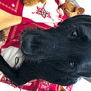 Rio participe au concours pour gagner de l'argent avec cette photo : borador, canidae, carmine, carnivore, collar, comfort, companion_dog, dog, dog_breed, dog_collar, ear, fur, gesture, guard_dog, hat, red, snout, sporting_group, tree, working_animal