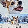 dog, snow, playful, happy, running, outdoor, winter, animal, pet, canine, jumping, snowflakes, nature, daylight, closeup, portrait, energetic, fur, tongue_out, landscape