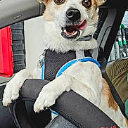 Chanel participe au concours pour gagner de l'argent avec cette photo : animal, black, brown, butterfly, car, closeup, collar, cute, dog, happy, harness, interior, paw, pet, reflection, seat, steering_wheel, tongue, white, window