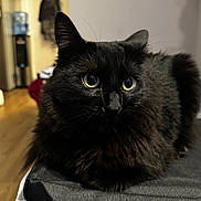 Morocco is registered to the contest to win money with this photo: cat, black_cat, fluffy, indoor, pet, animal, fur, eyes, closeup, resting, domestic_cat, whiskers, cute, portrait, feline, household, soft, cozy, looking, mammal