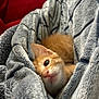 Milo joined the competition — help win amazing prizes! animal, blanket, cat, close_up, comfort, cozy, cute, fur, indoor, kitten, orange_cat, pet, red_cushion, resting, sleepy, small_animal, snuggling, soft_texture, warm, whiskers