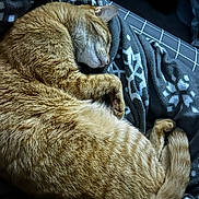 Milo joined the competition — help win amazing prizes! animal, bed, blanket, cat, closeup, comfort, cozy, cute, fur, indoor, orange_tabby, patterned_blanket, paw, pet, relaxation, resting, sleeping, soft, tail, whiskers