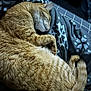 animal, bed, blanket, cat, closeup, comfort, cozy, cute, fur, indoor, orange_tabby, patterned_blanket, paw, pet, relaxation, resting, sleeping, soft, tail, whiskers