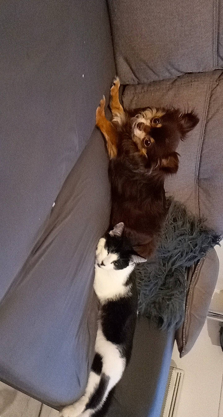 Jidgy participe au concours pour gagner de l'argent avec cette photo : carnivore, cat, domestic_long_haired_cat, european_shorthair, felidae, fur, kitten, maine_coon, norwegian_forest_cat, polydactyl_cat, small_to_medium_sized_cats, tail, whiskers