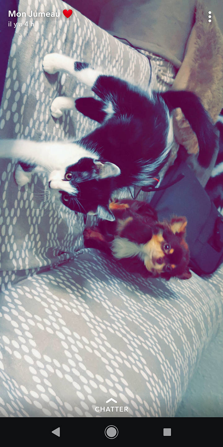 Jidgy a rejoint le concours — aidez-le/la à gagner de superbes lots ! canidae, carnivore, companion_dog, dog, dog_breed, fawn, puppy, tail