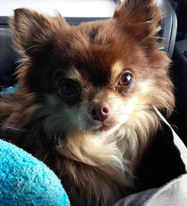 Jidgy a rejoint le concours — aidez-le/la à gagner de superbes lots ! canidae, carnivore, companion_dog, dog, dog_breed, fawn, fur, mammal, pomeranian, puppy, snout, spitz, toy_dog, vertebrate, whiskers