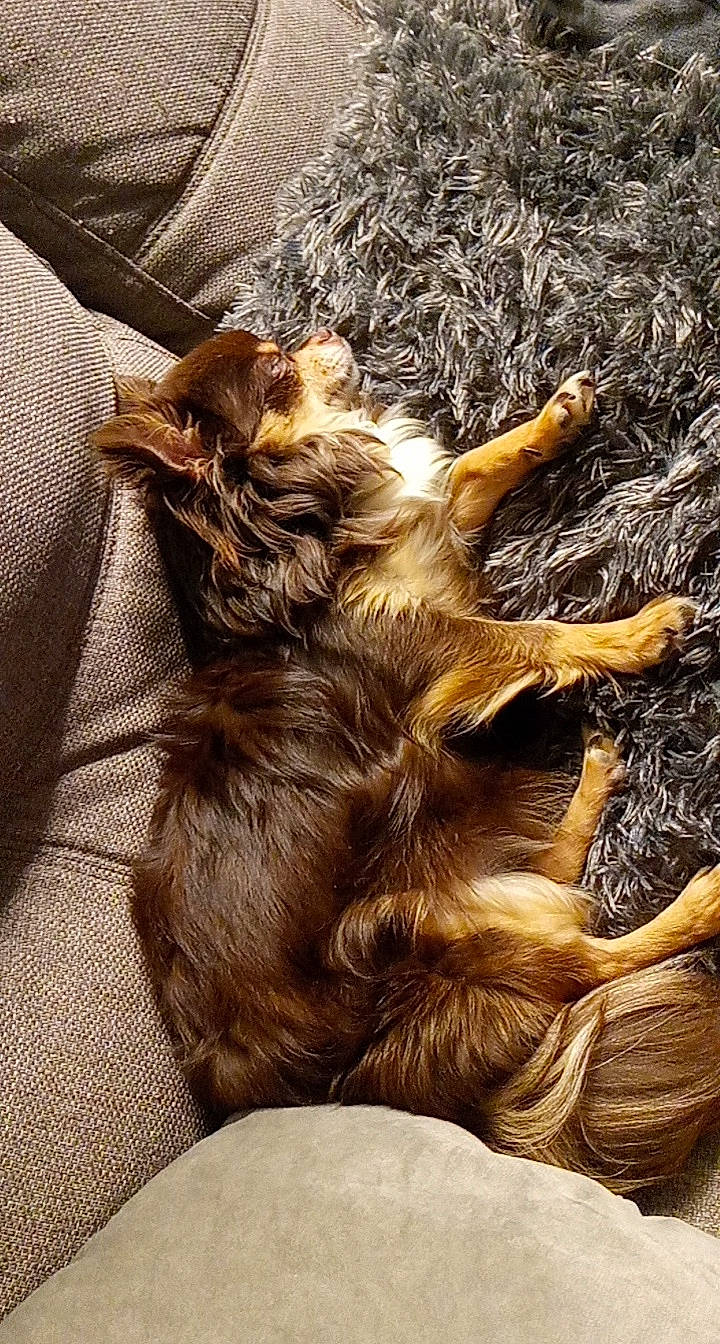 Jidgy participe au concours pour gagner de l'argent avec cette photo : canidae, carnivore, cocker_spaniel, companion_dog, dog, dog_breed, english_cocker_spaniel, fawn, fur, irish_setter, liver, nap, puppy, setter, spaniel, sporting_group