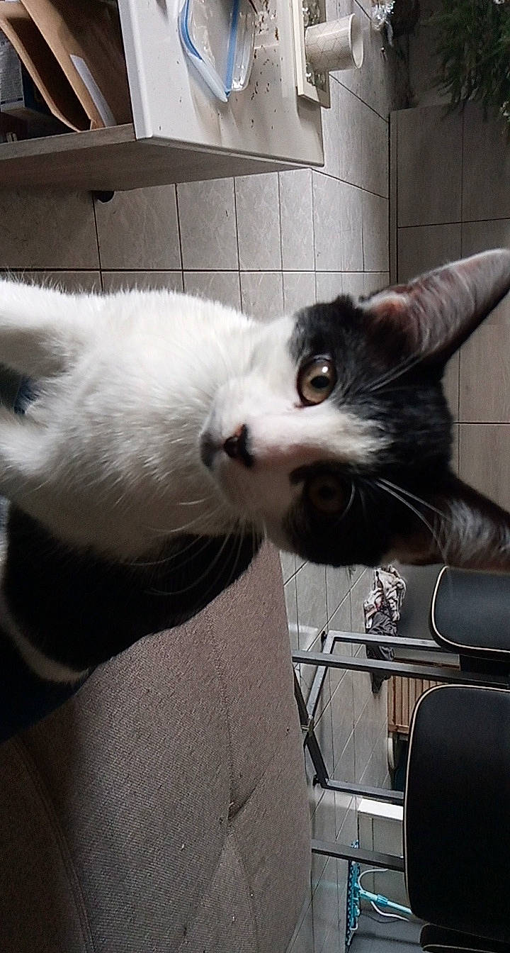 Minin a rejoint le concours — aidez-le/la à gagner de superbes lots ! black_and_white, carnivore, cat, domestic_short_haired_cat, ear, felidae, fur, kitten, small_to_medium_sized_cats, snout, whiskers