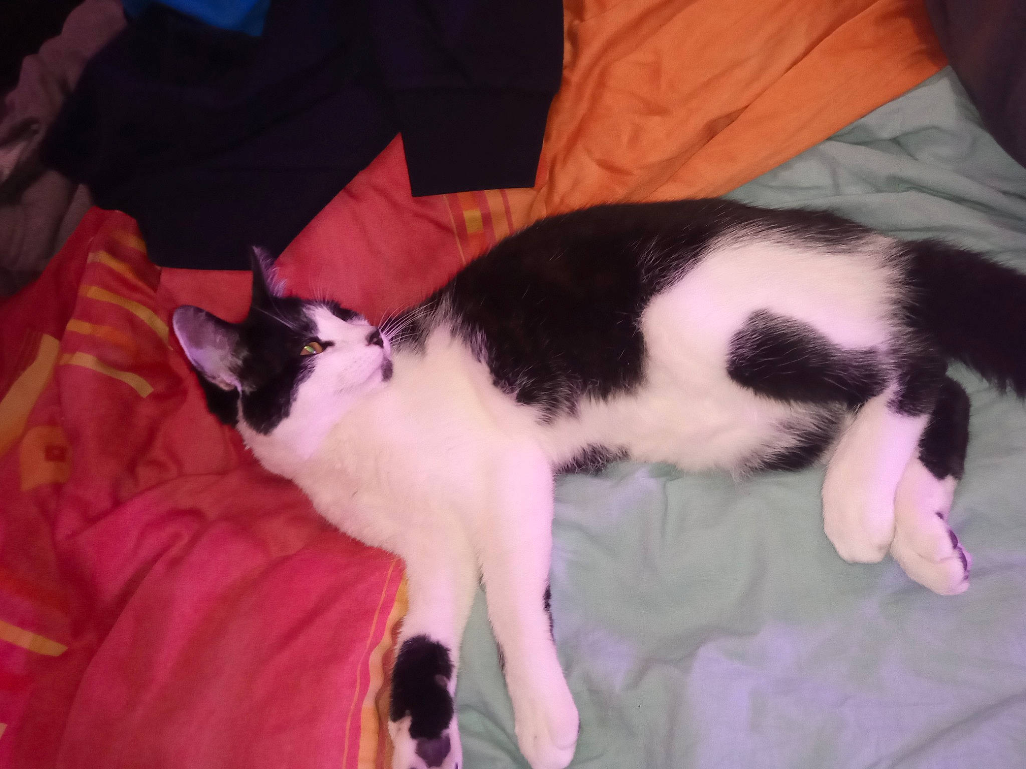 Minin a rejoint le concours — aidez-le/la à gagner de superbes lots ! carnivore, cat, domestic_short_haired_cat, felidae, fur, japanese_bobtail, kitten, mammal, polydactyl_cat, small_to_medium_sized_cats, snapshot, tail, vertebrate, whiskers