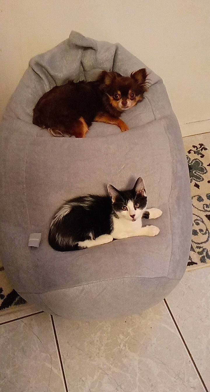 Minin participe au concours pour gagner de l'argent avec cette photo : carnivore, cat, cat_bed, domestic_short_haired_cat, felidae, kitten, small_to_medium_sized_cats, tail, whiskers