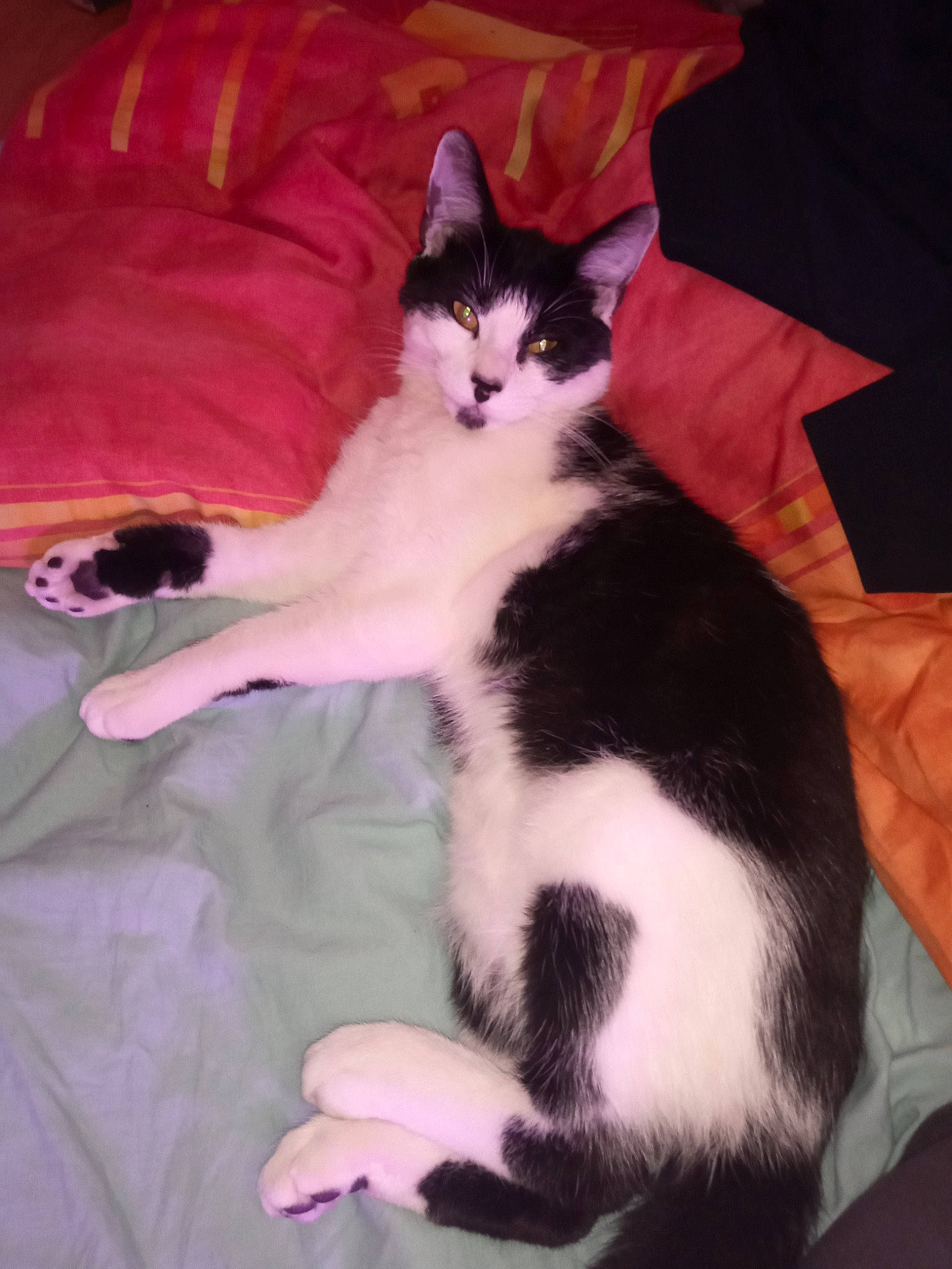 Minin a rejoint le concours — aidez-le/la à gagner de superbes lots ! american_wirehair, carnivore, cat, domestic_short_haired_cat, felidae, fur, japanese_bobtail, kitten, leg, mammal, norwegian_forest_cat, paw, polydactyl_cat, small_to_medium_sized_cats, tail, whiskers